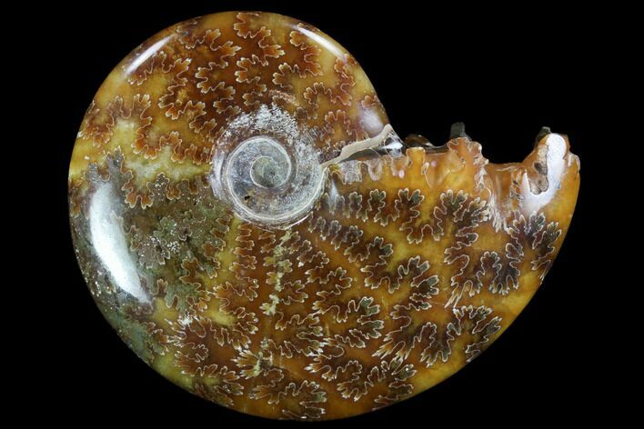 Polished, Agatized Ammonite (Cleoniceras) - Madagascar #97266